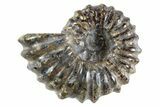 Bumpy Ammonite (Douvilleiceras) Fossil - Madagascar #343806-1